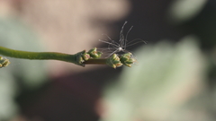 Eriogonum deflexum deflexum