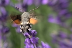 Macroglossum stellatarum