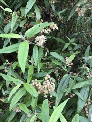 Olearia lirata