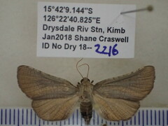 Thyrididae