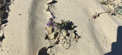 Phacelia crenulata ambigua