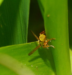 Ropalidia romandi