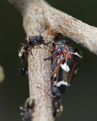 Dolichoderus scabridus
