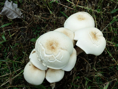 Macrocybe gigantea