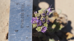 Phacelia crenulata ambigua