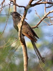 Centropus phasianinus