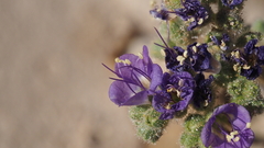 Phacelia crenulata ambigua