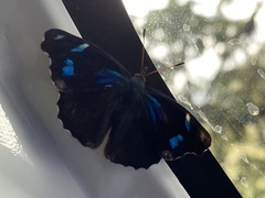 Orophila