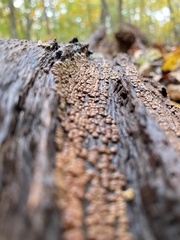 Xylobolus frustulatus