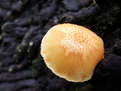 Gymnopilus aeruginosus