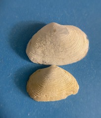 Cumingia sinuosa