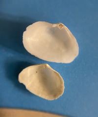 Cumingia sinuosa