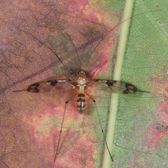 Macrocera