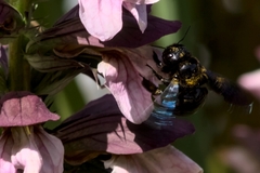 Xylocopa