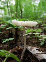 Leucocoprinus brebissonii