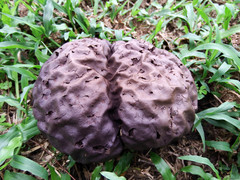 Calvatia lilacina