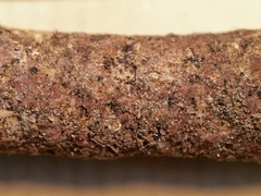 Biscogniauxia