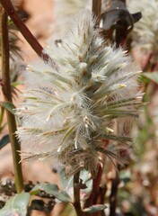 Ptilotus nobilis
