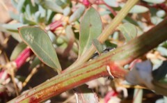 Ptilotus nobilis