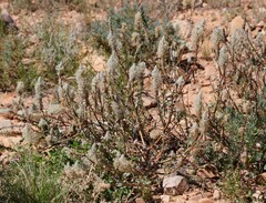 Ptilotus nobilis