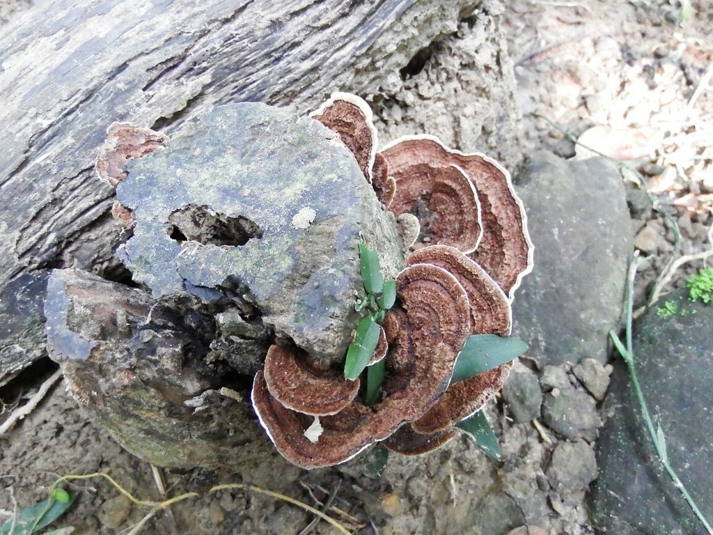 Coriolus neaniscus