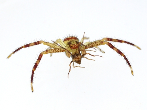 Northern Crab Spider photo 6