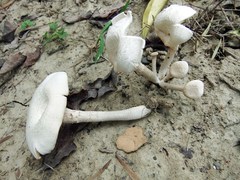 Lentinus squarrosulus