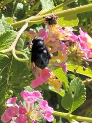 Copestylum violaceum