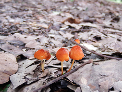 Marasmius sullivantii