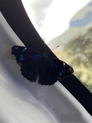 Orophila