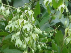Furcraea