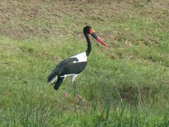 Ephippiorhynchus senegalensis