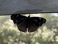 Orophila