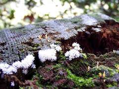 Ceratiomyxa fruticulosa fruticulosa