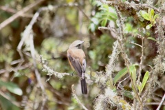 Ochthoeca fumicolor