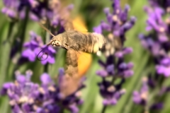 Macroglossum stellatarum