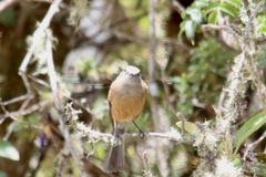 Ochthoeca fumicolor