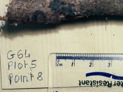 Annulohypoxylon moriforme