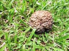 Calvatia lilacina