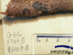 Annulohypoxylon moriforme