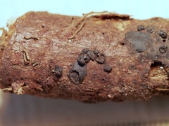 Annulohypoxylon moriforme