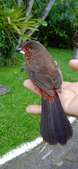Ramphocelus bresilius