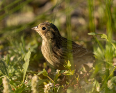 Calcarius ornatus