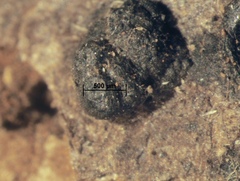 Annulohypoxylon moriforme