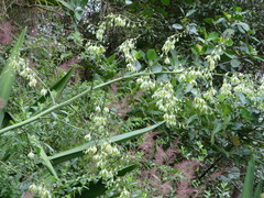 Furcraea