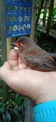 Ramphocelus bresilius