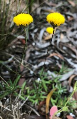 Leptorhynchos tetrachaetus