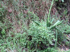 Furcraea