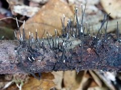 Xylaria adscendens