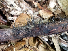 Xylaria adscendens